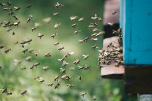 A Coeur Bio Partenaires Abeilles 21