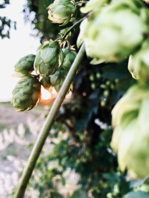 A Coeur Bio Partenaires Houblon 23