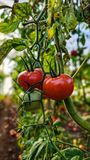 A Coeur Bio Partenaires Tomates 22
